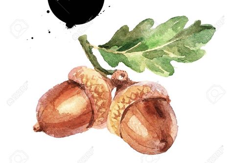 Acorn Drawing, Acorn Painting, Tree Vector, Watercolor Fruit, Fruit Illustration, Fall Watercolor, Trendy Tree, Autumn Painting, Fruit Art