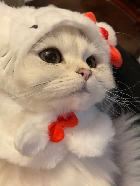 Cute Fluffy Puppies, Hello Kitty Cat, Hello Kitty Toys, Kitty Clothes, Hello Kitty Clothes, Fluffy Puppies, Hello Kitty Art, Silly Cats Pictures, Cute Cats Photos