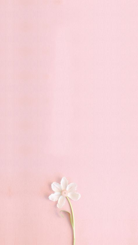 pink,literature and art,fresh,flowers,h5,small fresh,simple,literature,art,small,white Blank Wallpaper, Pastel Pink Wallpaper, Girly Wallpaper, Pink Flowers Wallpaper, Wallpapers Phone, Flowers Wallpapers, Trendy Flowers, Trendy Wallpaper, Flower Background Wallpaper