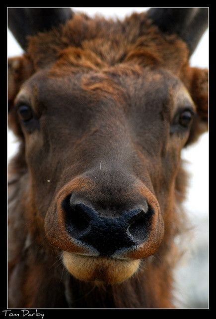 Elk nose Elk Reference, Deer Nose, Taxidermy Decor, Deer Photography, Majestic Animals, Drawing Lessons, Taxidermy, Girls Best Friend, Animal Photography