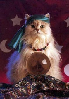 Cat Hat, Cat Costumes, Cats Meow, All About Cats, Crazy Cat Lady, Beautiful Cats, Crazy Cats, Crystal Ball, Cat Pics