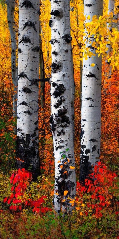 Color is in full swing on McClure Pass in Western Colorado. Aspen Trees Drawing, Painting Aspen Trees, Aspen Trees In Fall, Aspen Tree Painting Acrylic, Aspen Tree Art, Autumn Trees Photography, Birch Tree Photography, Aspen Trees Photography, Western Images