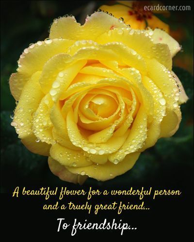 To Friendship friendship quote flowers rose yellow friend friendship quote friend quote poem friend poem for you Friendship Rose, Friends Are Family Quotes, Special Friend Quotes, Genuine Friendship, Friend Poems, True Friendship Quotes, Love You Friend, Sayings And Phrases, Friend Friendship