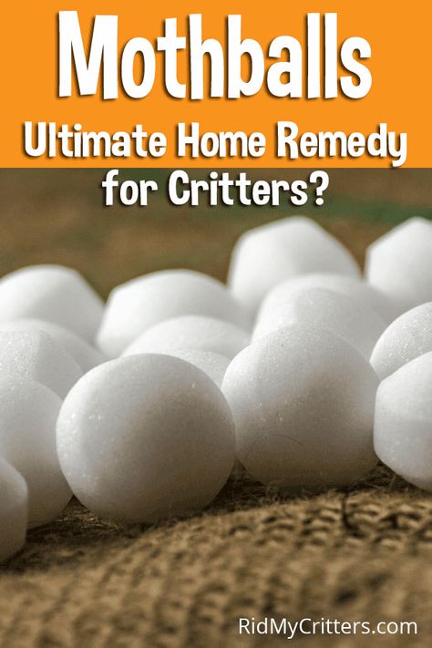 Mothballs: The Ultimate Home Remedy for Critters? – RidMyCritters.com How To Get Rid Of Mice, Moth Balls Uses For, Moth Balls, Moth Balls Uses For Mice, Mothballs Uses, Get Rid Of Chipmunks, Get Rid Of Squirrels, Rodent Repellent, Mice Repellent