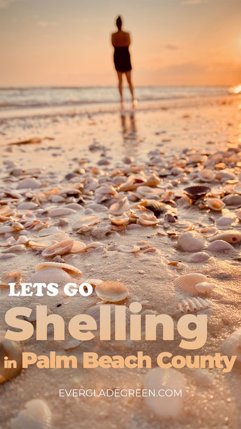 Dive into the captivating world of shelling in Palm Beach County. Let's unlock the secrets of Florida's coastline together. 🐚🌴 #ShellingSecrets #PalmBeachCounty #Shells #BeachAdventures #VisitFlorida #Shelling #Floridaseashells Girls Trip Destinations, Palm Coast Florida, Pompano Beach Florida, Beautiful Shells, Trip Destinations, Visit Florida, Palm Coast, Shell Beach, Palm Beach County