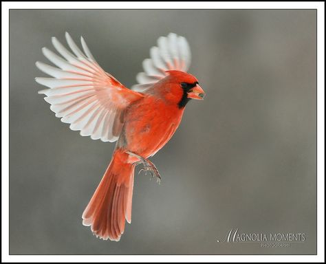 cardinal flying | photo Bird Flying Sketch, Cardinal Flying, Cardinal In Flight, Flying Cardinal, Cardinal Bird Tattoos, Flight Tattoo, Love Birds Drawing, Ohio Tattoo, Cardinals Birds