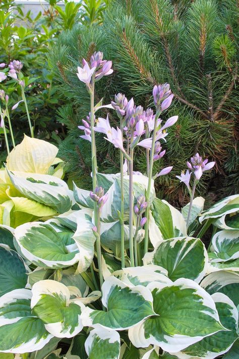 Front Cottage Garden, Study Of Plants, Hosta Flower, Flowers For Bees, February Flowers, Hosta Care, West Facing Garden, Baroque Floral, Shade Gardening