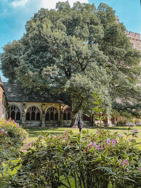 Draco Malfoy Tree New College Oxford Harry Potter Malfoy Manor Library, Inside Malfoy Manor, Oxford University Dark Academia, Hogwarts University, New College Oxford, Magdalen College, Oxford Harry Potter Locations, Hogwarts Great Hall, Harry Potter Places