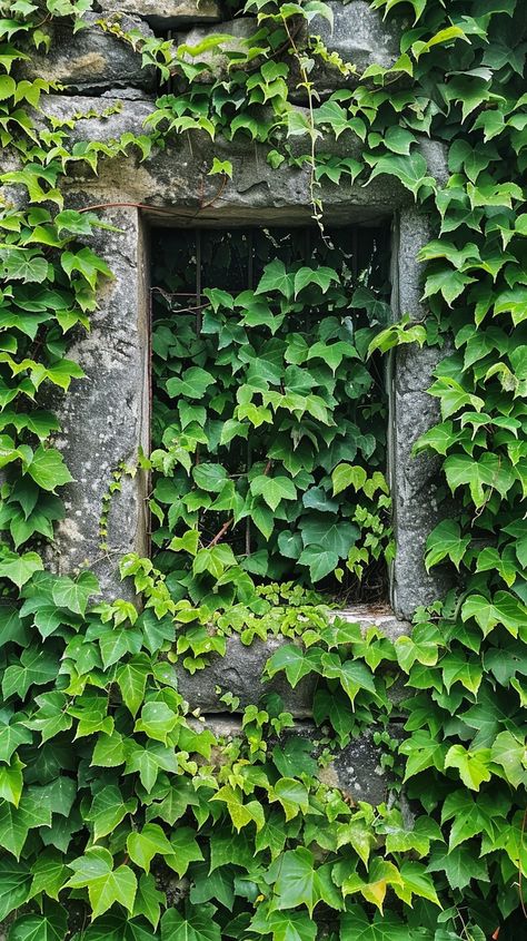 Ivy Covered Window: An old #window almost completely concealed by lush #ivy, merging #nature and #architecture in a picturesque scene. #green #overgrown #aiart #aiphoto #stockcake ⬇️ Download and 📝 Prompt 👉 https://stockcake.com/i/ivy-covered-window_922459_861061 Ivy Cottage, Ivy Photography, Green Ivy Aesthetic, Ivy On Brick, Ivy Covered House Aesthetic, House Covered In Ivy Aesthetic, Ivy Overgrown, Weather Stones, Ivy Wall