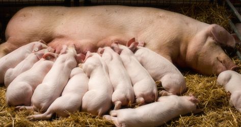 Adding American Yorkshire pigs to your homestead? Here's what you need to know. American Yorkshire pigs are large white pigs with non-aggressive personalities and long bodies. Pork producers prefer their muscular, fatty backs, and that most of their bodies contain a high concentration of lean meat, allowing this pig to have many different cuts of […] The post How to Keep Yorkshire Pigs Happy at Your Home appeared first on Wide Open Pets. Large White Pig, Fresno Fair, Pig Breeds, White Pig, Raising Pigs, Pigs Eating, Pig House, Small Pigs, Human Interaction