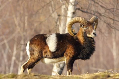 Mouflon, a type of wild sheep, are closely related to the animals domesticated at Aşıklı Höyük. taviphoto/Deposit PhotosBones from a village in Turkey tell a 1,000-year story of wild animals becoming livestock. The post Humans probably didn’t mean to tame sheep and goats appeared first on Popular Science. Mouflon Sheep, Wild Sheep, Post Human, Young Animal, Popular Science, Wild Plants, Leopards, Wild Animals, Nature Animals