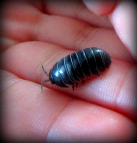 Rolly Pollies Pretty Bugs, Pill Bugs, Rolly Polly, Pill Bug, Rigor Mortis, Roly Poly, My Beautiful Daughter, Autumn Theme, Nail Inspo