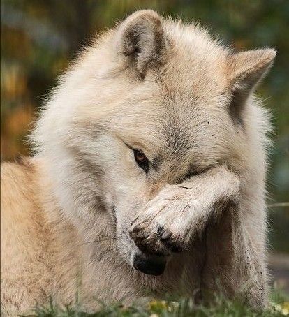 Wolf Reference, Protection Aesthetic, Men Native, Wolf Husky, Wolf Images, Wolf Artwork, Wolf Quotes, Wolf Photos, Wolf Spirit Animal