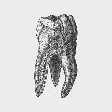 Ellie Dade on Instagram: “Tooth Cross-section . . . . #tooth #toothdiagram #anatomy #anatomical #anatomyart #anatomicaldrawing #anatomicalart #molar #molartooth…” Teeth Anatomy Drawing, Tooth Drawing Sketches, Molar Drawing, Dentistry Tattoo, Dental Drawings, Tooth Tattoo Ideas, Tooth Sketch, Tooth Painting, Tooth Drawing