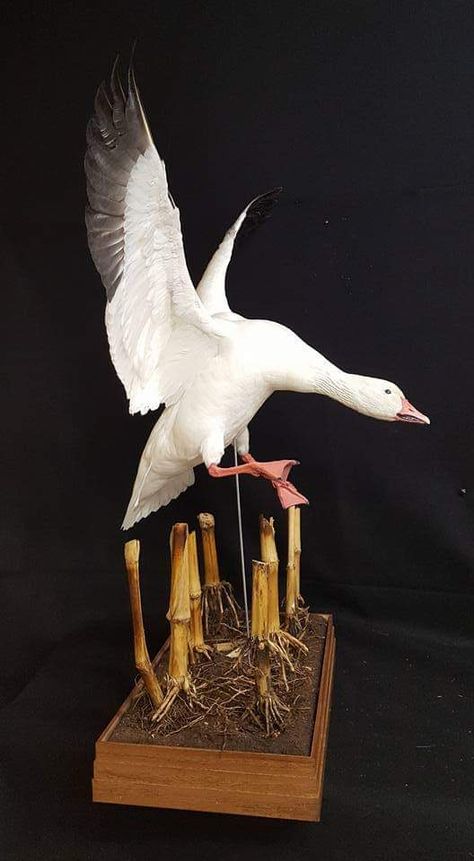 Snow goose mount Goose Mounts Taxidermy, Goose Taxidermy, Duck Hunting Decor, Duck Mounts, Waterfowl Taxidermy, Duck Mount, Duck Photography, Harris Hawk, Bird Taxidermy