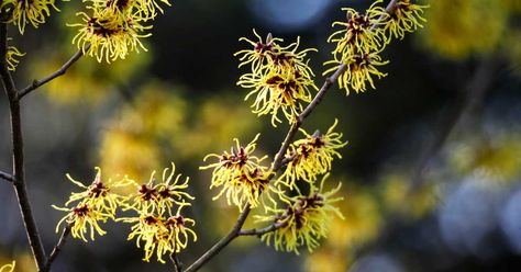 Benefits Of Witch Hazel, Witch Hazel Uses, Witch Hazel For Skin, Tattoo Plant, Shade Shrubs, Witch Diy, Garden Shrubs, Skin Remedies, Flowering Shrubs