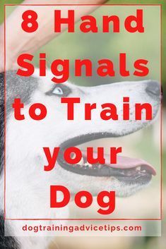 Lou Dog, Deaf Dog, Dog Behavior Training, Dog Remedies, Service Dog Training, Easiest Dogs To Train, Dog Behavior Problems, Painting Concrete Porch, Hand Signals