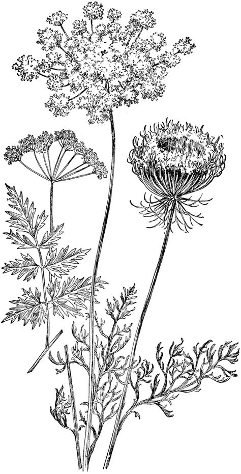 Daucus Carota Tattoo, Cow Parsley Drawing, Wild Flowers Drawing Sketch, Botanical Drawings Black And White, Parsley Drawing, Phomemo Ideas, Wild Flower Drawing, Wild Flower Illustration, Plants Black And White