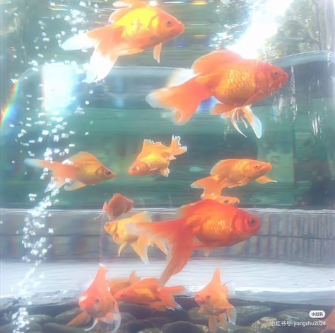 2000s Background, Aquarium Pictures, Nature Symbols, Funny Stickman, Water Aesthetic, Fish Wallpaper, Aesthetic Japan, Flower Therapy, Cinematic Photography