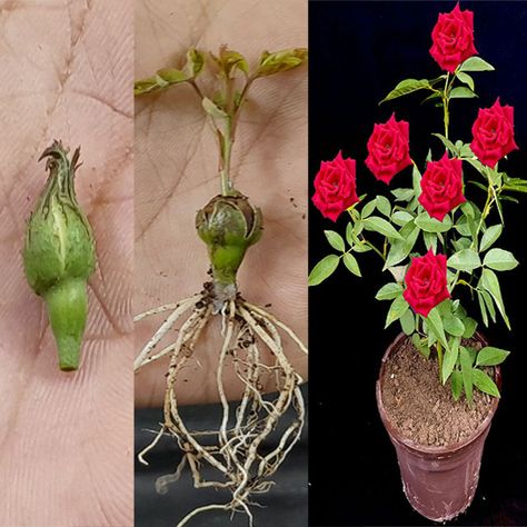 Propogate Roses, Indore Plants, Propagate Roses, How To Grow Roses, Propagating Roses, Spiritual Garden, Grafting Plants, Knockout Roses, Growing Roses