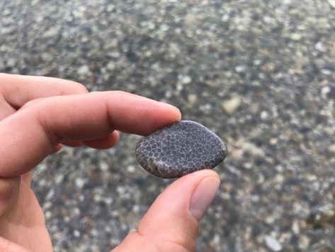 Charlevoix Stone, Lake Michigan Stones, Pudding Stone, Pictured Rocks National Lakeshore, Michigan Road Trip, Michigan Beaches, Rocks And Fossils, Rock Hunting, Petoskey Stone