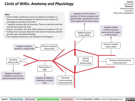 Circle Of Willis Anatomy, Circle Of Willis, Medical Facts, Medical School Studying, Human Anatomy And Physiology, Medical Anatomy, Medical Education, Grad School, Neurology