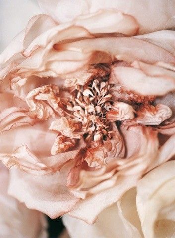 рjʍ Romance Inspiration, Juicy Peach, Faded Colors, Rose Fashion, Peach Blush, Blush Flowers, Peaches Cream, Color Blush, Antique Roses