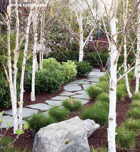 Front yard idea. Flagstone path, white birch tree trunks, grasses and small shrubs. Birch Trees Front Yard, Whitespire Birch Landscaping, Birch Tree Backyard, Birch Tree In Garden, White Birch Trees Landscaping, Birch Tree Garden, Birch Tree Landscape, Tree Scape, Birch Tree Landscaping Front Yards