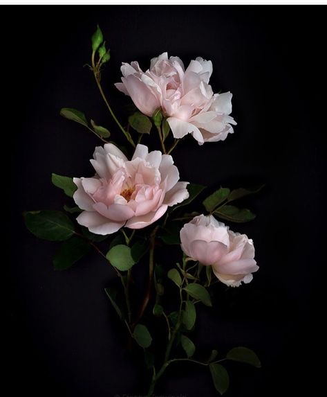 Peony Bud, Wallpaper Photography, Flower Sleeve, Dark Flowers, Peony Rose, Photography Aesthetic, Floral Photography, Romantic Roses, Floral Artwork