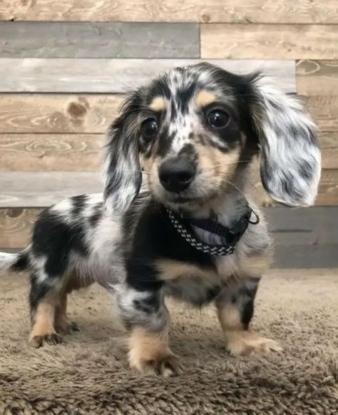 21 Dachshunds With The Most Beautiful Coat Patterns. The Last One… WOW. - The Paws Dotson Puppies, Dapple Dachshund Puppy, Dachshund Breed, Haiwan Comel, Anak Haiwan, Psy I Szczenięta, Dapple Dachshund, Haiwan Lucu, Long Haired Dachshund