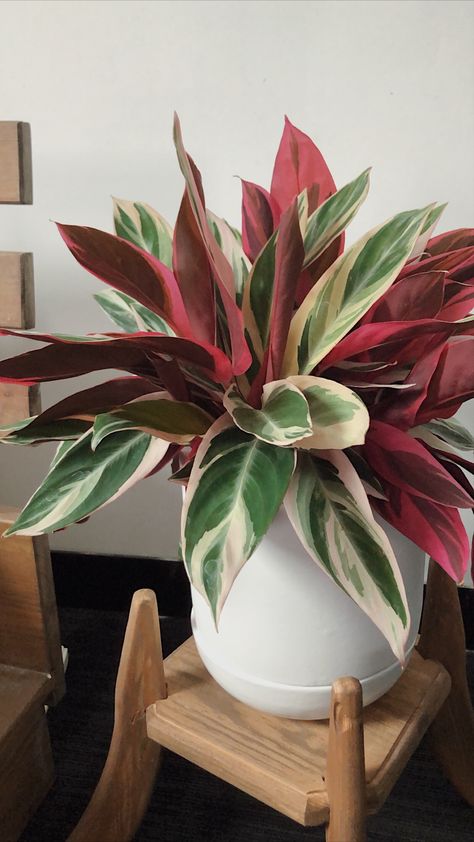 Flower Pots Indoor, Calathea Maranta, Triostar Calathea, Stromanthe Triostar, Maranta Tricolor, Calathea Ornata, Calathea Beauty Star, Garden Wall Designs, Plant Goals