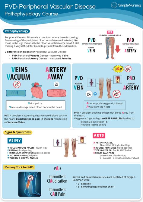 Pvd Nursing, Cardiac Pathology, Pulse Locations Nursing, Simple Nursing Study Guides, Cardiology Study, Valvular Disorders Nursing, Nursing Disease Concept Map, Peripheral Vascular Disorders, Med Surge