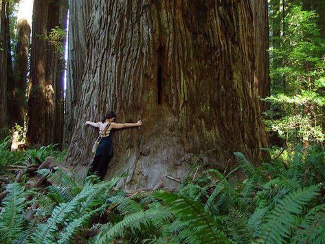 Lev Livet, Matka Natura, Tree Hugger, Samar, Alam Semula Jadi, Foto Inspiration, Ravenclaw, Nature Aesthetic, In The Forest