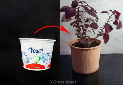 Hi Friends. I made an amazing recycle idea in tis video. I made a clay pot with plastic yoghurt container. I made a recycle idea with plastic containers.... Materials:​Plastic yoghurt containerbrushcarbonateacrilic colors... Drill a few holes in the bottom of the plastic container. For this, I heated a nail and drilled a few holes under the plastic container. Do not hold the nail with your hand, it can burn your hand when it gets hot.... Pour white acrylic paint into a bowl. I po… Scrub Soap Bars, Diy Chalkboard Sign, Ice Candle, Diy Concrete Planters, Bamboo Box, Diy Flower Pots, Diy Chalkboard, Recycled Projects, Decoupage Vintage