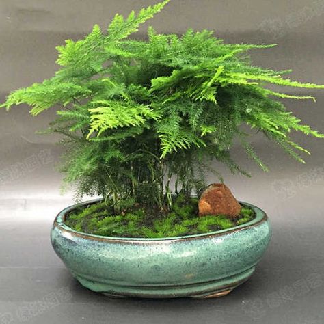 5 Asparagus setaceus Seeds  Quantities: 5 Very easy to grow! any question, please contact me! Asparagus Setaceus, Fern Terrarium, Plants In Jars, Orchid Seeds, Bonsai Tree Care, Zen Garden Design, Plant Goals, Fuchsia Flower, Asparagus Fern