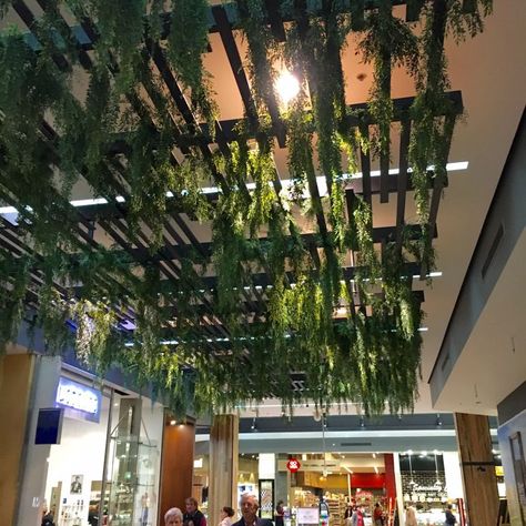 Ceiling Plants Hanging Restaurant, Trellis Ceiling Interior Design, Ceiling Trellis Interior, Hanging Plant Trellis, Ceiling Plants Hanging, Hanging Greenery Ceiling, Plant Ceiling Decor, Plants Hanging From Ceiling, Ceiling Trellis