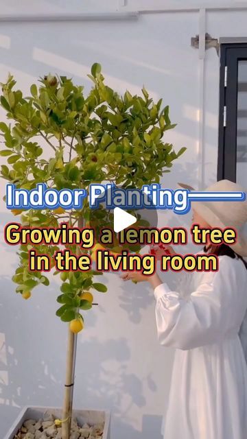 GardenHomeMania on Instagram: "Growing a lemon tree in your living room #garden #indoorgarden #homegarden #indoorplants #houseplants #tree #lemontree #interiordesign" Indoor Lemon Tree Houseplant, Growing A Lemon Tree, Lemon Tree Potted, Indoor Lemon Tree, Lemon Health, Tree Indoor, Living Room Garden, Lush Lawn, Thriving Garden