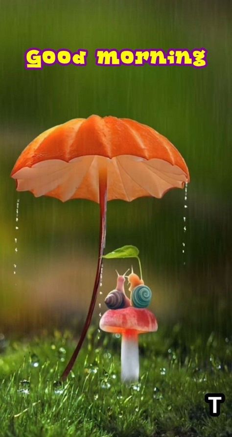 Rainy Good Morning Images, Good Morning Rain, Rainy Good Morning, Good Morning Rainy Day, Sweet Good Morning Images, Morning Massage, Dove Images, Good Morning Smiley, Good Morning Massage