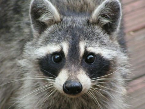 Raccoon Face Drawing | Who knew raccoons were so cute? (not my picture) Raccoon Face Drawing, Raccoon Face, Raccoon Eyes, Raccoon Drawing, Drawing Small, Raccoon Tattoo, Raccoon Art, Cute Raccoon, Trash Panda