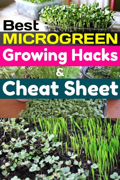 Best Microgreen Growing Hacks & Cheat Sheet For Every Gardener Microgreen Growing, Growing Hacks, Microgreens Garden, Hydroponic Farming, Growing Microgreens, Aquaponics System, Table Color, Home Vegetable Garden, Organic Gardening Tips