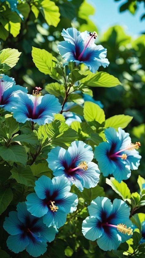 Pretty Flowers Pictures, Outdoor Decor Ideas, Beautiful Flowers Images, Blue Hibiscus, Beautiful Flowers Photos, Diy Outdoor Decor, Nothing But Flowers, 15 Diy, Rare Flowers