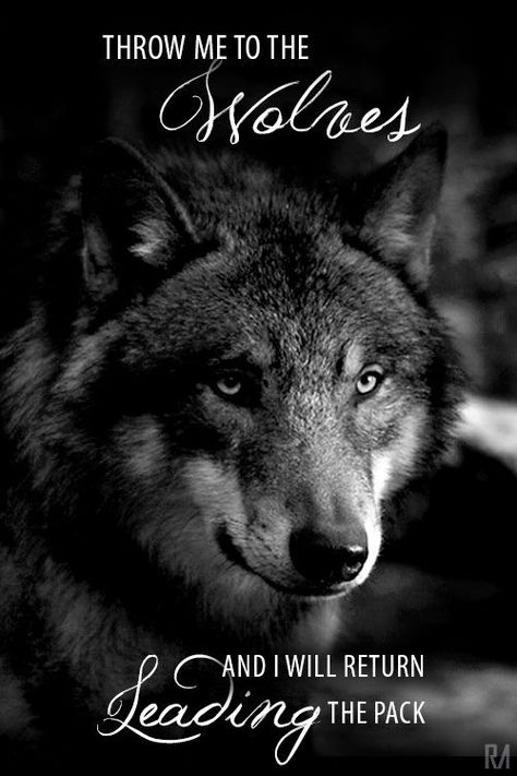 Throw Me To The Wolves Quote, Wolf Pack Quotes, Tashi Delek, Throw Me To The Wolves, Lone Wolf Quotes, Lion Quotes, Wolf Quotes, Wolf Spirit Animal, Wolf Love