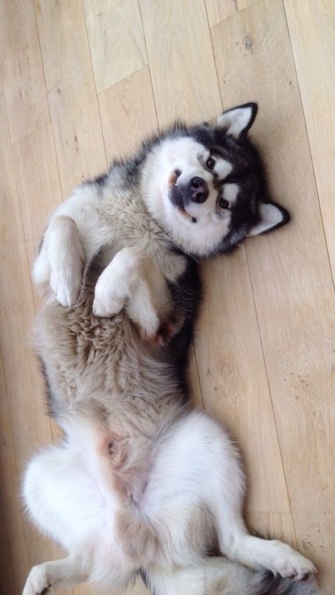 The sweetest little face....I can't just NOT stop for a belly rub! #love #dogs #adorable Caine Husky, Alaska Young, Malamute Dog, Malamute Puppies, Alaskan Husky, Psy I Szczenięta, Cute Husky, Siberian Husky Dog, Looking For Alaska