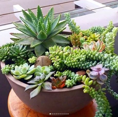 15 ideas para centros de mesas con suculentas Condo Patio, Kaktus Dan Sukulen, Succulent Bowls, Porch Plants, Succulent Garden Design, Succulent Garden Diy, Succulents Cactus, Balcony Plants, Succulent Gardening