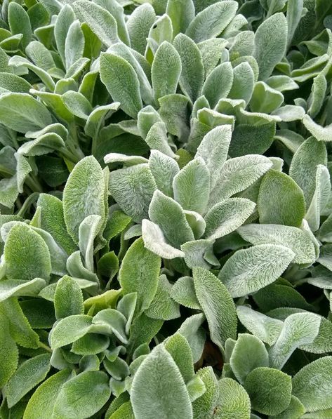 Lambs Ear Plant Care And Growing Guide Lambs Ear Plant, Best Ground Cover Plants, Perennial Ground Cover, Sweet Woodruff, Lush Landscape, Creeping Jenny, Ground Cover Plants, Hens And Chicks, Woodland Garden