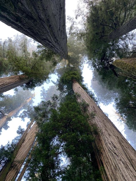 Sequoia National Park Aesthetic, Sequoia Aesthetic, Argentina Apartment, Sequoia National Park Photography, Jedediah Smith Redwoods State Park, Lightning Images, Sequoia Sempervirens, Sequoia Tree, Redwood National Park