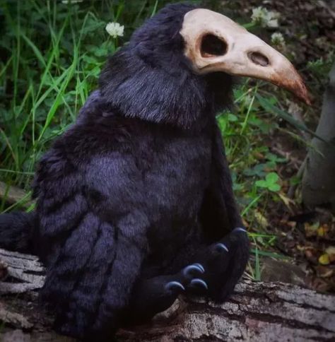 Ravens And Crows, Crow Fursona, Crow Creature, Crow Person, Crow Reference, Crow Oc, Crow Pfp, Crow Plush, Axolotl Pictures