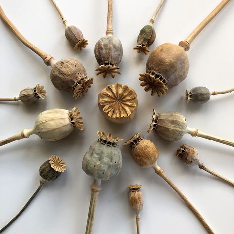 Dried Poppy Pods, Poppy Seed Pods, Macro Photography Nature, Papaver Somniferum, Poppy Pods, Seed Box, Seed Heads, Seed Pod, White Poppy