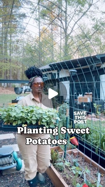 How To Grow Sweet Potatoes, Sweet Potato Tower, Sweet Potato Growing, Sweet Potato Plant Vine, One Potato, Potato Tower, Sweet Potato Slips, Potato Gardening, Sweet Potato Plant