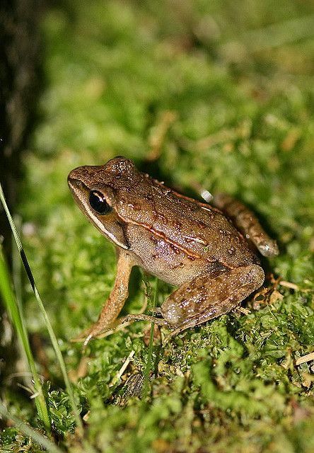 North American Wood Frog (Lithobates sylvaticus) Wood Frog, North American Beaver, C Photo, Amazing Frog, Pet Frogs, Funny Frogs, Reptiles Pet, Little Critter, Frog And Toad